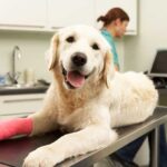 Pet Health Insurance: Is It Worth It? How to Choose the Best Plan for Your Pet